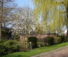 08 im Kurpark fängt Uwe Steffens Magnolia  bald an zu blühen