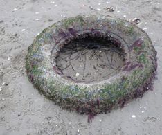 10 ein alter Reifen taucht am Meeresboden auf