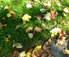 12_ die Blätter am Boden kündigen den Herbst an