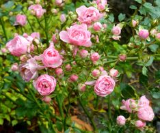 13_lt. Google Lens die Rose Rosa centifolia muscosa, hmm..