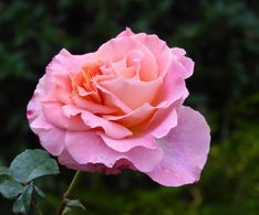 15 wunderschön blühende Rose im November
