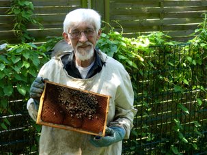 die Bienen befüllen die Waben mit Honig