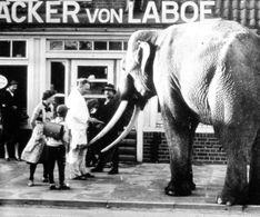 26_1950-er Jahre der durstige Elefant beim Bäcker von Laboe