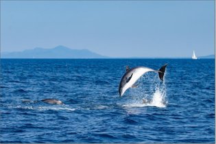 Delfine in freier Wildbahn
